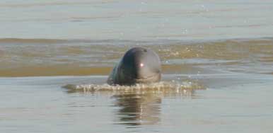 Finding of Irrawaddy dolphin between Historical Home range, Pyay and Mandalay after 137 years Finding of Irrawaddy dolphin between Historical Home range, Pyay and Mandalay after 137 years