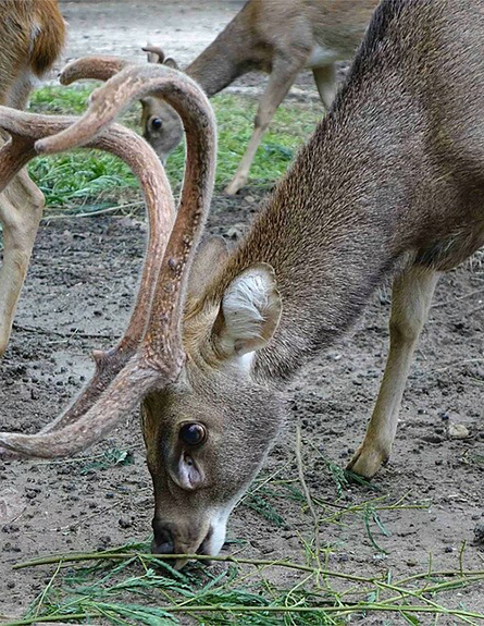 Eld's deer, adult male