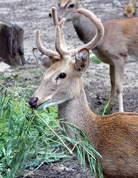 Eld's deer