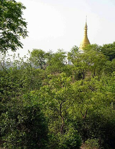 Forest at Sheinmaga-Tawyagyi WS